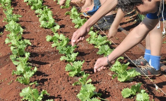 escolas-adotam-hortas-organicas-para-alunos-aprenderem-como-produzir-alimento-saudavel